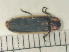 Marsh gray firefly thumbnail 1