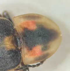 Marsh imp thumbnail 4