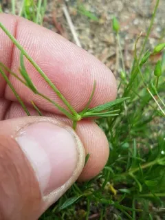 Rock Stitchwort thumbnail 2