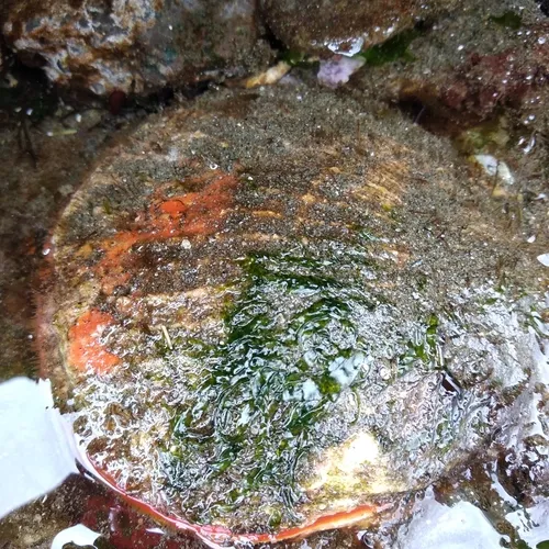 Giant Rock Scallop