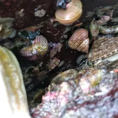 Blue-Ringed Top Snail thumbnail 3