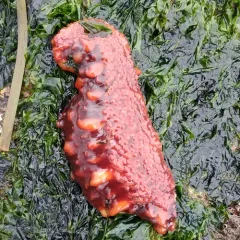 giant California sea cucumber thumbnail 3