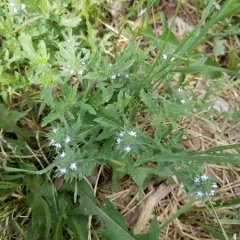 Bigbract Verbena thumbnail 2