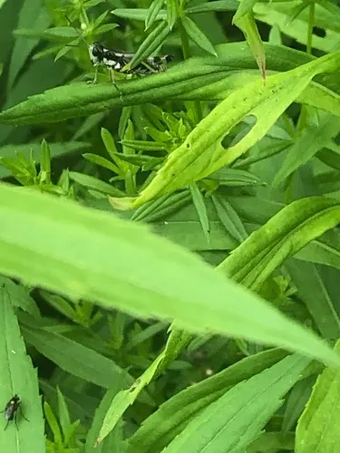 Hebard's Green-legged Grasshopper