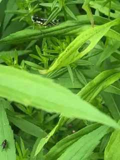 Hebard's Green-legged Grasshopper thumbnail 1