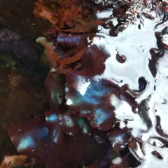 splendid iridescent seaweed thumbnail 3