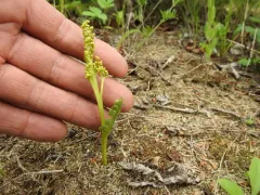 spathulate moonwort thumbnail 2