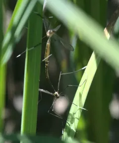 Bittacomorphella fenderiana thumbnail 4