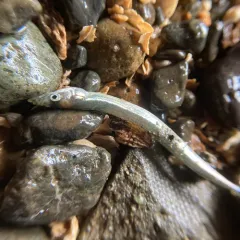 Pacific Sand Lance thumbnail 2