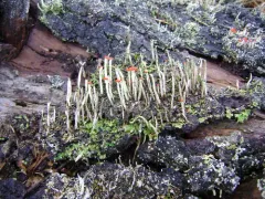 Cladonia transcendens thumbnail 3