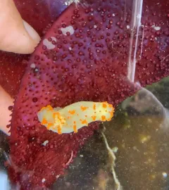 Clown Dorid thumbnail 3