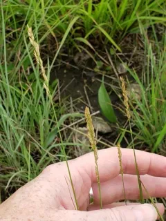 prairie wedge grass thumbnail 3