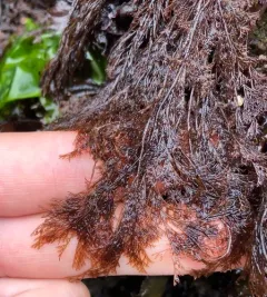 coarse sea lace thumbnail 3