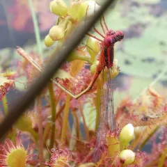 Scarlet Bluet thumbnail 3