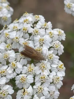 Tansy Root Moth thumbnail 4