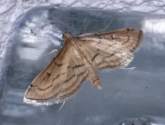 Acrobat Moth thumbnail 4