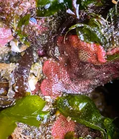 Derby Hat Bryozoan thumbnail 2