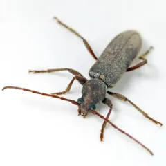velvet longhorned beetle thumbnail 1