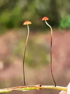 grass parachute thumbnail 3