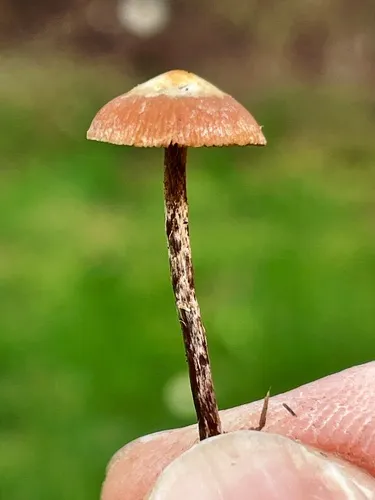 Deconica cokeriana