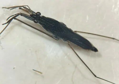 Gerris comatus