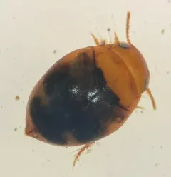 Hydrovatus pustulatus thumbnail 1
