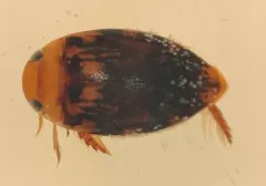 Laccophilus undatus thumbnail 1