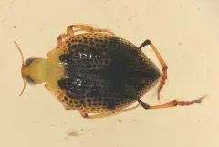 Peltodytes muticus thumbnail 2