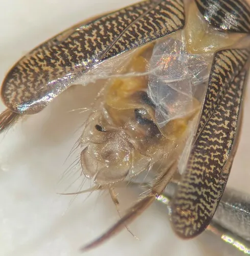 Trichocorixa sexcincta