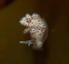Crowned Seaslug thumbnail 3