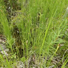 marsh horsetail thumbnail 3