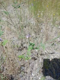 western vervain thumbnail 3