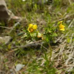 Tansy Cinquefoil thumbnail 3