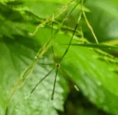 Bittacomorphella fenderiana thumbnail 1