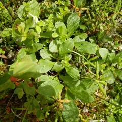Red bearberry thumbnail 3
