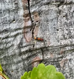 Chestnut-colored Clerid thumbnail 2