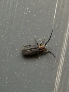 Eupogonius subarmatus thumbnail 4
