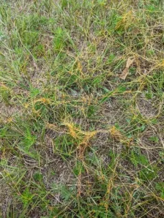 Five Angled Dodder thumbnail 3