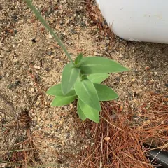 Balkan Catchfly thumbnail 1