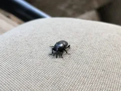 Sisal Weevil thumbnail 4