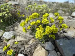 Flat-top Whitlow-grass thumbnail 1