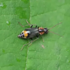Axinotarsus pulicarius thumbnail 3