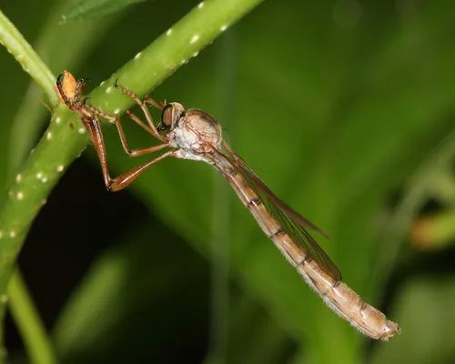 Leptogaster incisuralis