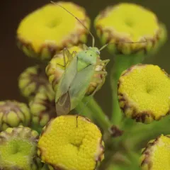 Potato Mirid thumbnail 3