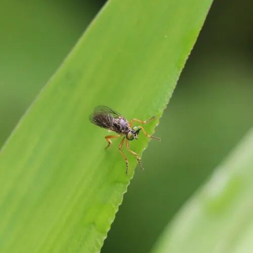Eight-spotted Rainbow Robber