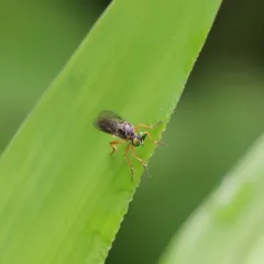 Eight-spotted Rainbow Robber thumbnail 1