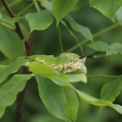 Caryomyia conoidea