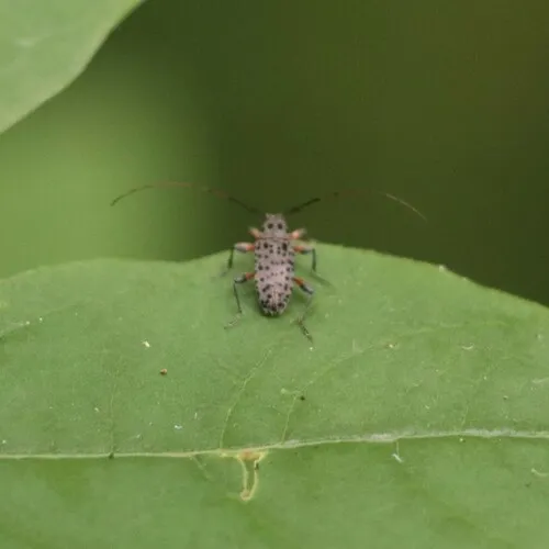 Spotted Longhorn Beetle