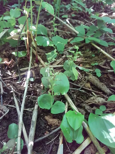 Auricled Twayblade