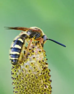 Eight-spotted Scoliid Wasp thumbnail 2